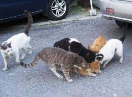 הרעלת חתולים בשוהם