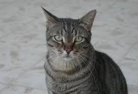 הרעלת חיות רחוב בשוהם